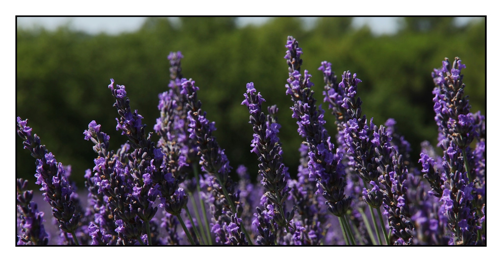 Lumieres de Provence