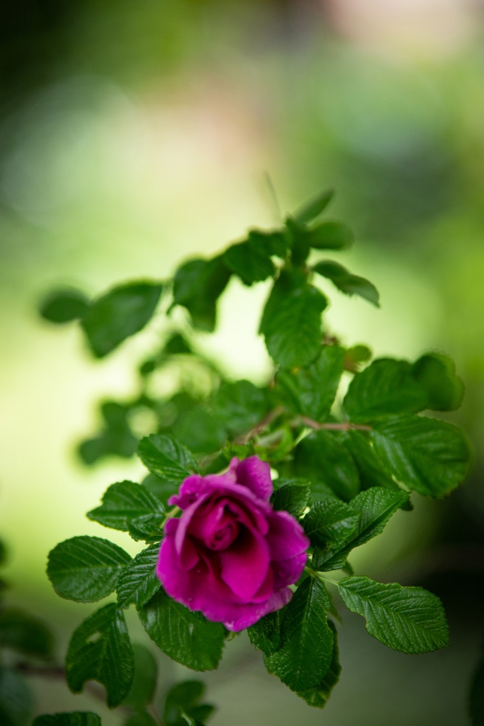 Voyage floral dans mon jardin