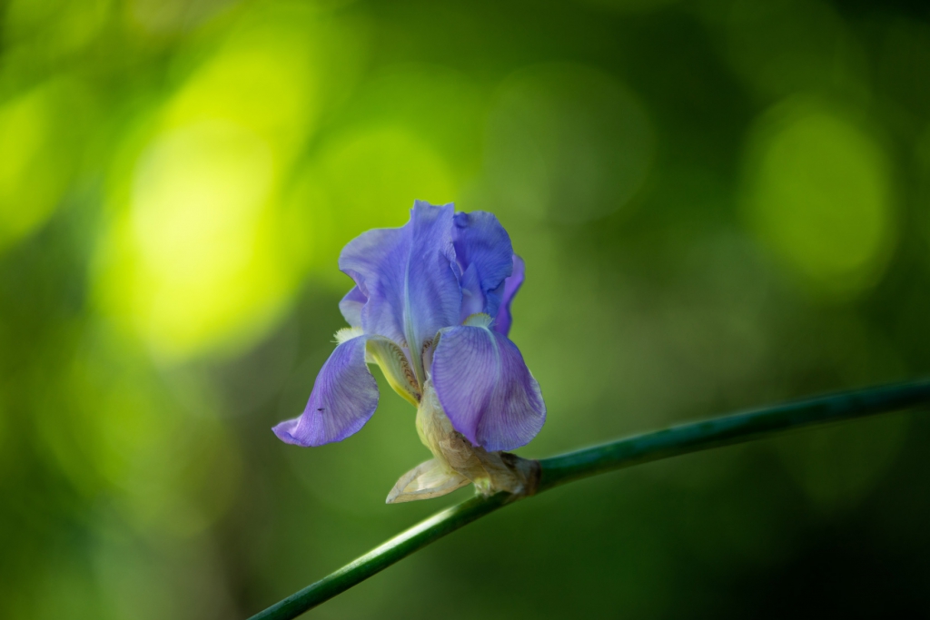 Voyage floral dans mon jardin