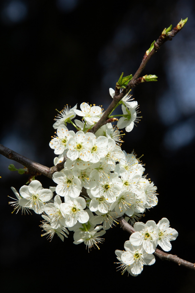 Voyage floral dans mon jardin