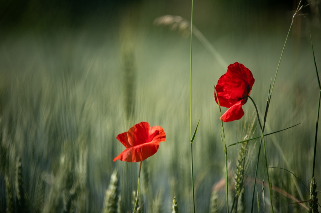 Couleurs